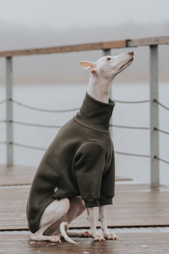 Ciepła bluza khaki dla charta z rękawami i wysokim kołnierzem, wykonana z miękkiej dresówki.