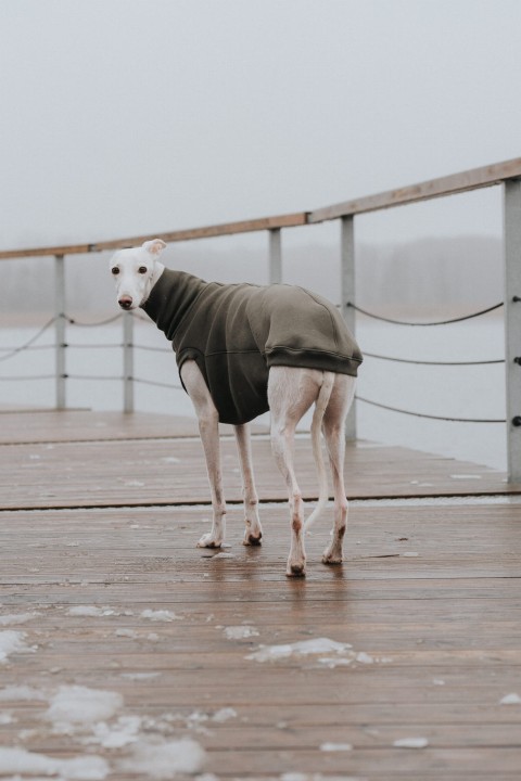Chart greyhound w dopasowanej bluzie khaki bez rękawów z wysokim, miękkim kołnierzem.