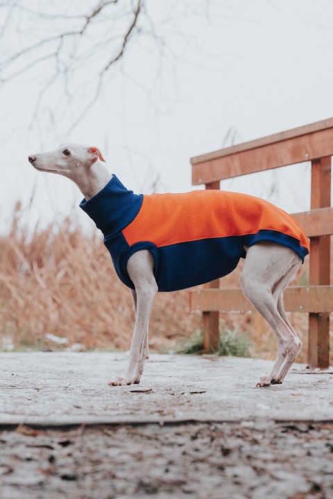 Chart whippet w dopasowanej niebiesko-pomarańczowej bluzie bez rękawów z wysokim, miękkim kołnierzem.