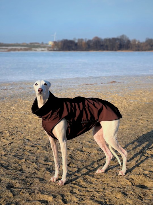 Pies rasy chart w kurtce zimowej brązowej na spacerze w parku.