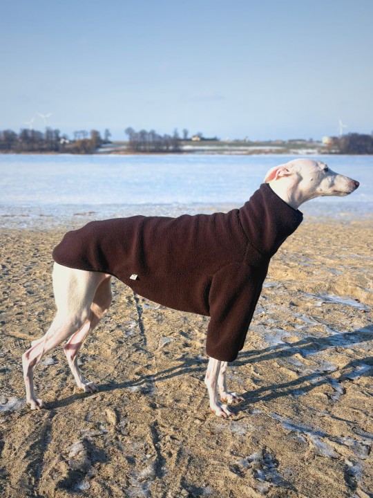 Whippet w brązowej bluzie baranek z długimi rękawami – ubranko domowe i spacerowe.