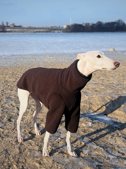 Greyhound w ciepłej bluzie z baranka o kroju dopasowanym do sylwetki charta.