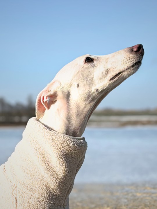 Pies rasy whippet w ciepłej bluzie z baranka o kroju dopasowanym do sylwetki charta.