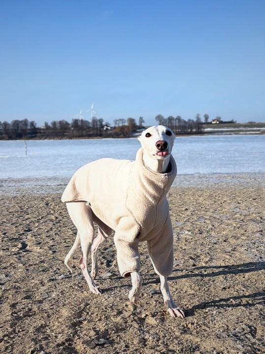 Pies rasy chart (whippet, greyhound) w przytulnej jasnobeżowej bluzie typu baranek na chłodne dni.