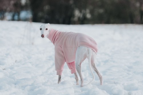 Pies rasy chart (whippet, greyhound) w przytulnej różowej bluzie na chłodne dni.