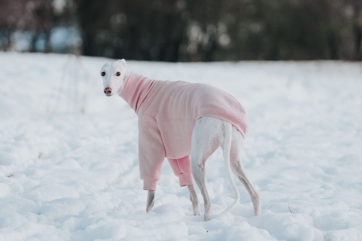 Pies rasy chart (whippet, greyhound) w przytulnej różowej bluzie na chłodne dni.